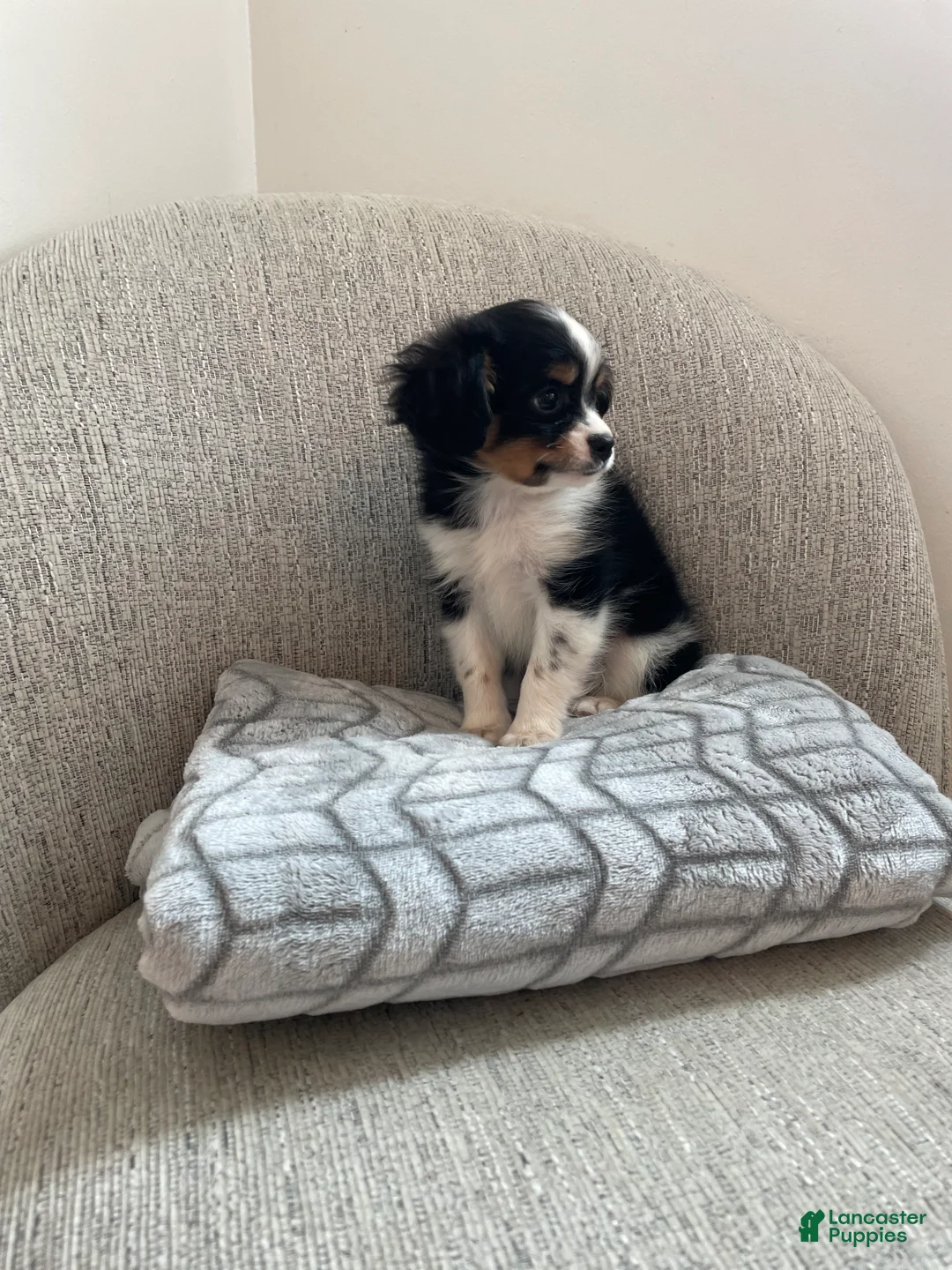 Chihuahua dogs for sale: Poppy - Ad 2