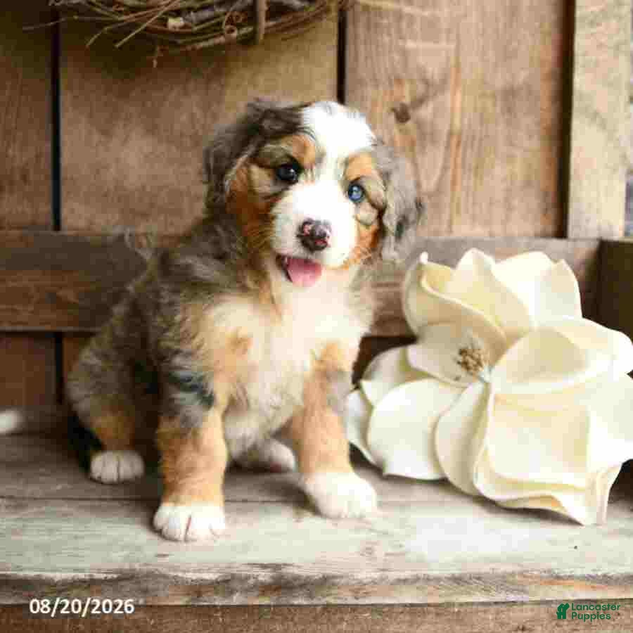 Mini Bernedoodle dogs Sophie - Ad 2
