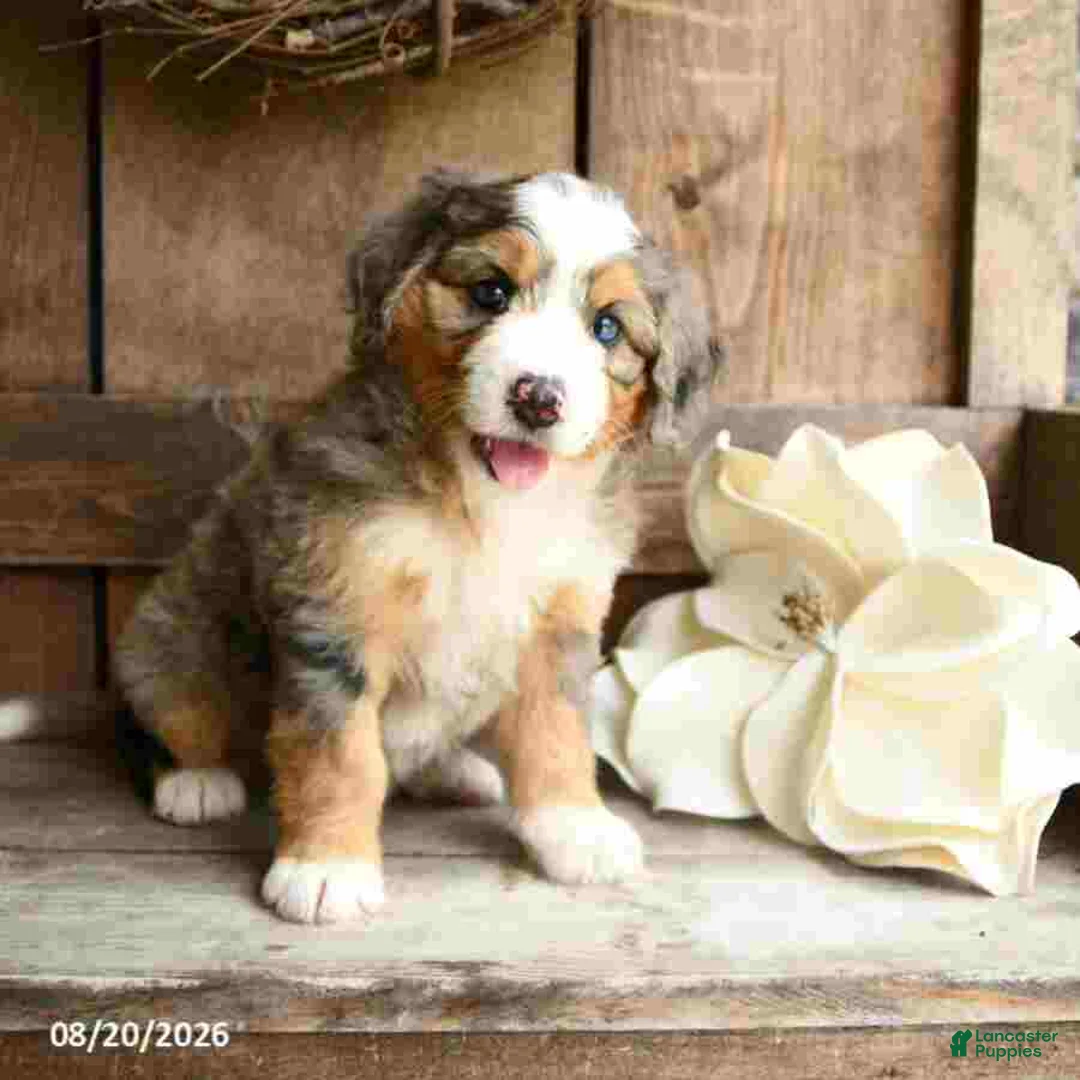 Mini Bernedoodle dogs for sale: Sophie - Ad 2