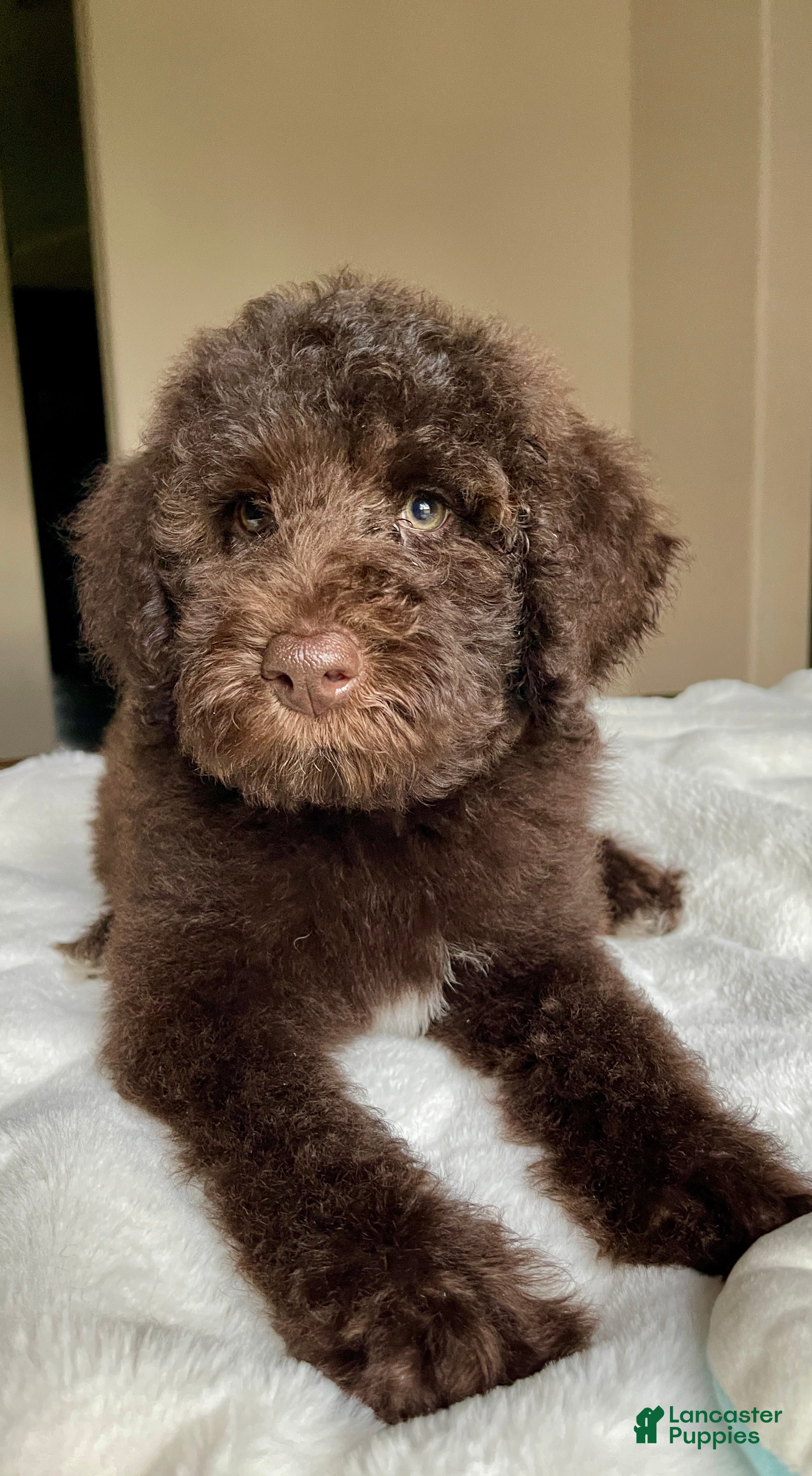 Labradoodle dogs Devin - Ad 1