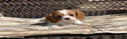 Cavalier King Charles Spaniel dogs for sale: Benny - Ad 8