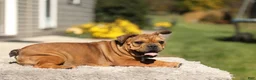 French Bulldog dogs for sale: Olive – Fawn Brindle/White - Ad 1