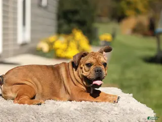 French Bulldog dogs Olive – Fawn Brindle/White - Ad 1