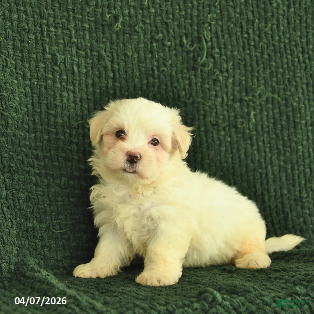 Maltipoo dogs for sale: Nia  - Ad 1