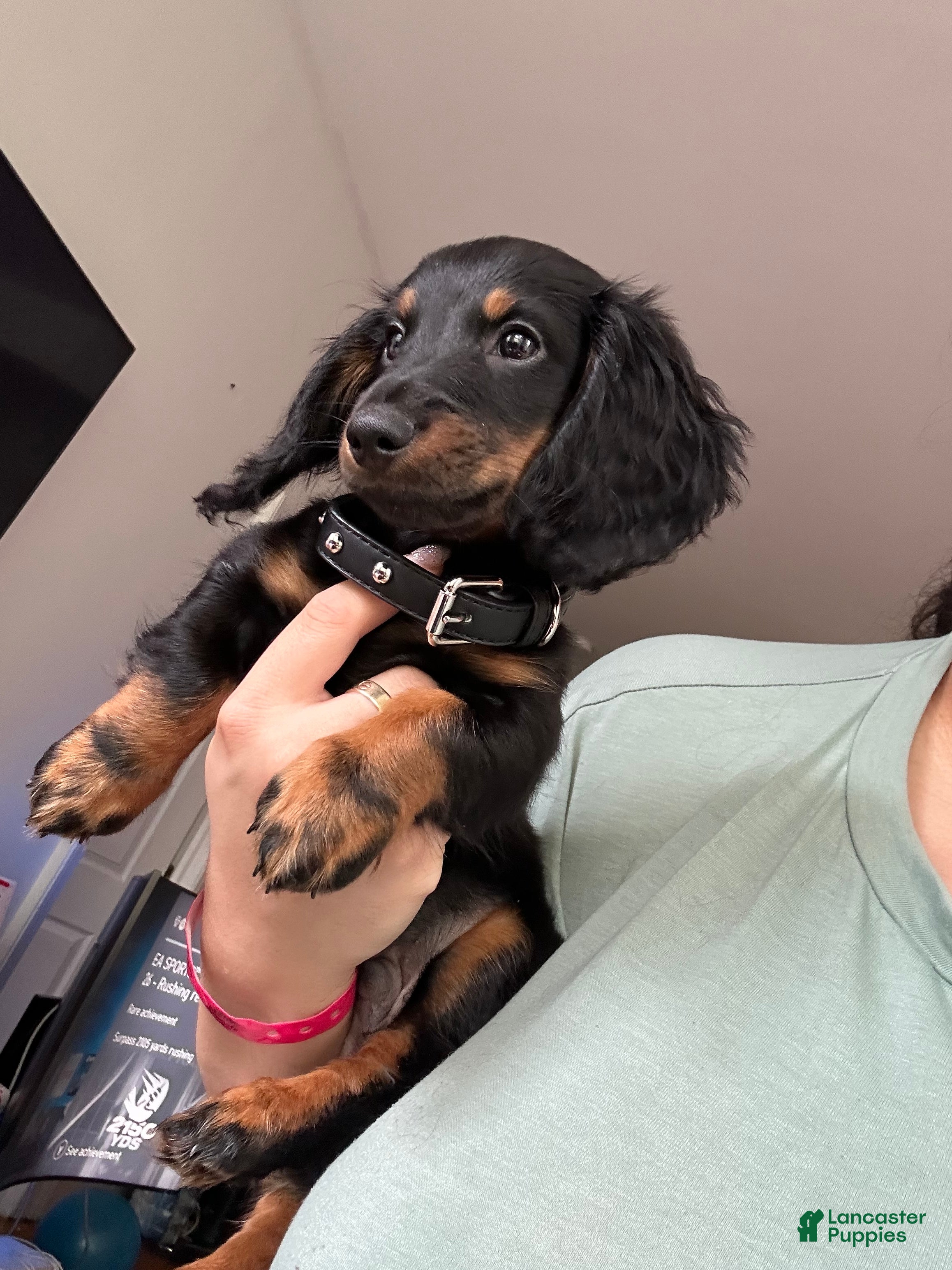 Miniature Dachshund dogs for sale: Snickers  - Ad 2