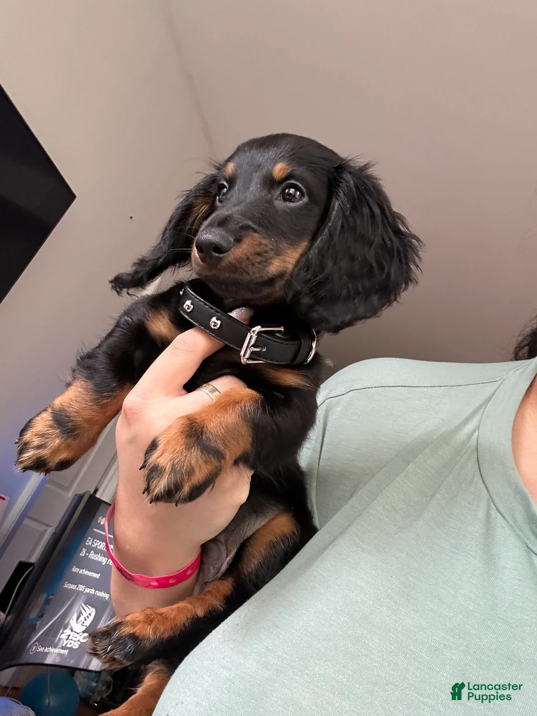 Miniature Dachshund dogs for sale: Snickers  - Ad 1