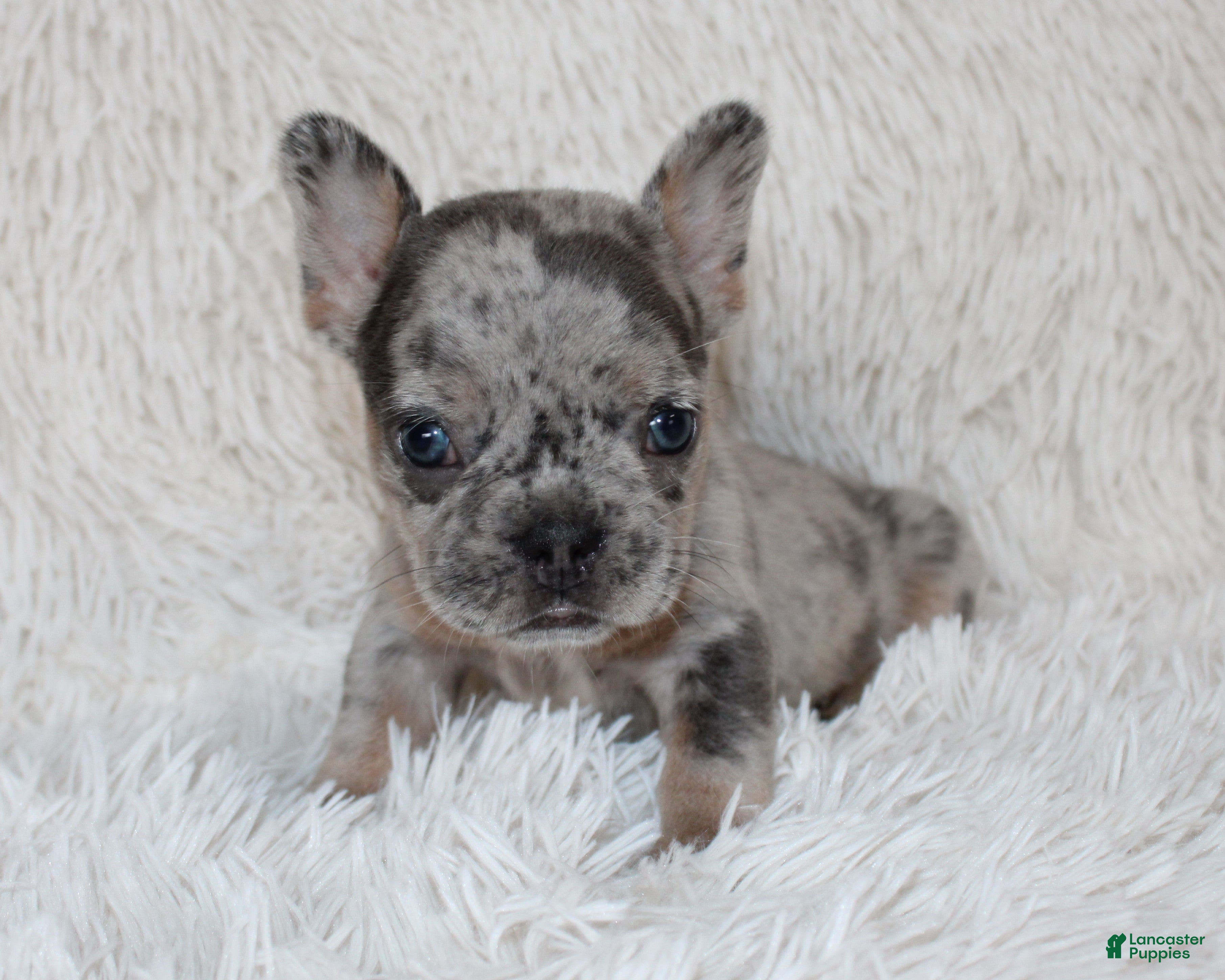 French Bulldog dogs Jilli - Ad 1
