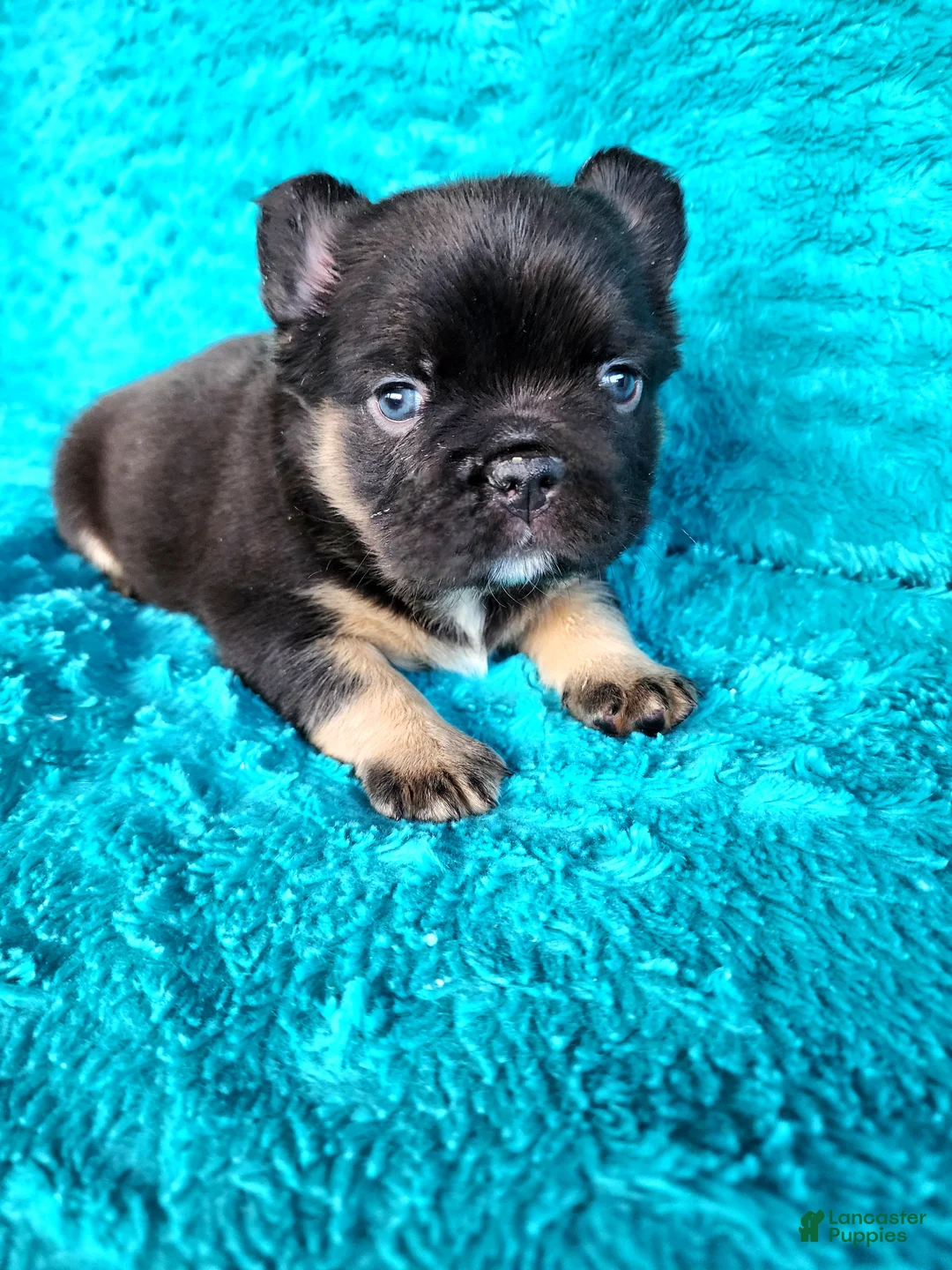 French Bulldog dogs for sale: Grizzly Junior  - Ad 10