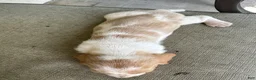 Basset Hound dogs for sale: Basset Hound 5 - Ad 3