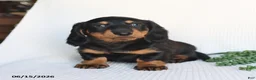 Miniature Dachshund dogs for sale: Dallas - Ad 3