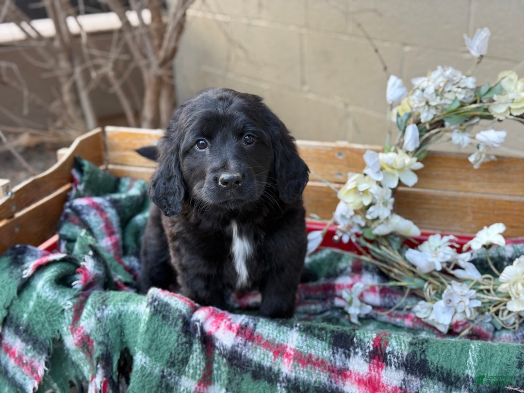 Mixed Breed dogs for sale: Rosie - Ad 4