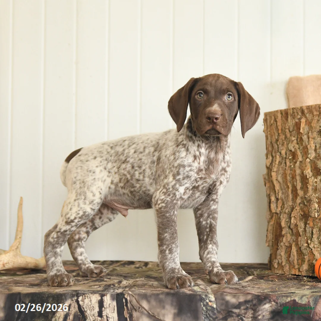 German Shorthaired Pointer dogs for sale: Drew - Ad 4
