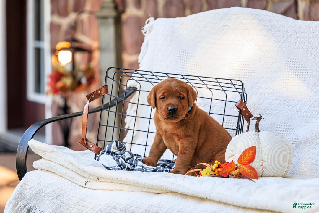Labrador Retriever dogs for sale: Maverick - Ad 1