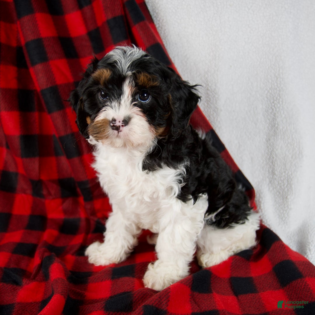 Cavapoo dogs for sale: Evie - Ad 2