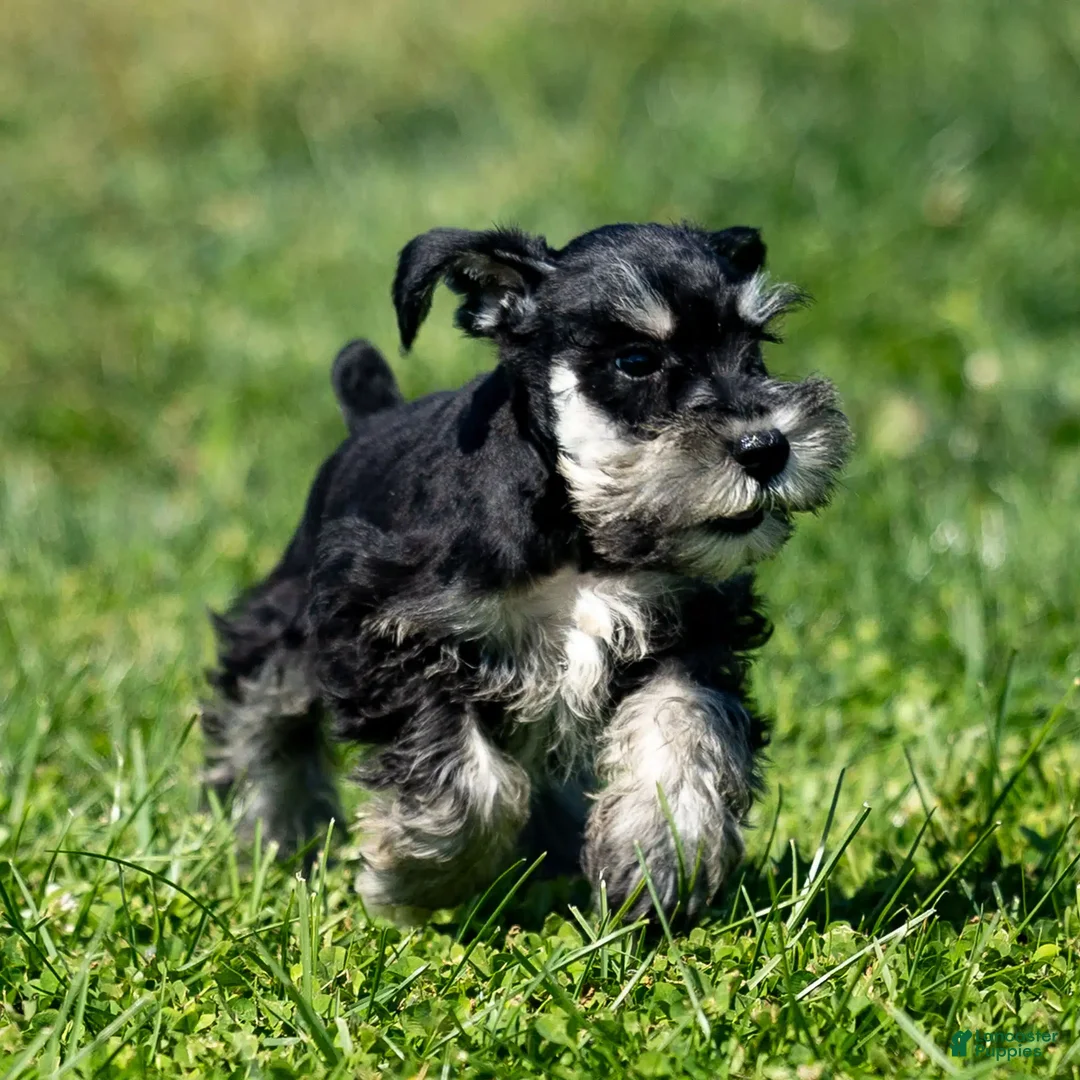 Miniature Schnauzer dogs for sale: Pepsi - Ad 2