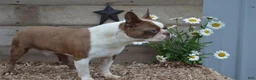 Boston Terrier dogs for sale: Boston Terrier 2 - Ad 10