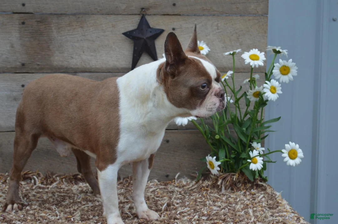 Boston Terrier dogs for sale: Boston Terrier 2 - Ad 10