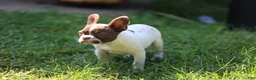 French Bulldog dogs for sale: French Bulldog 3 - Ad 5