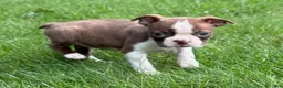 Boston Terrier dogs for sale: Boston Terrier  - Ad 6