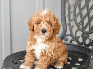 Toy Poodle dogs for sale: Charlie - Ad 1