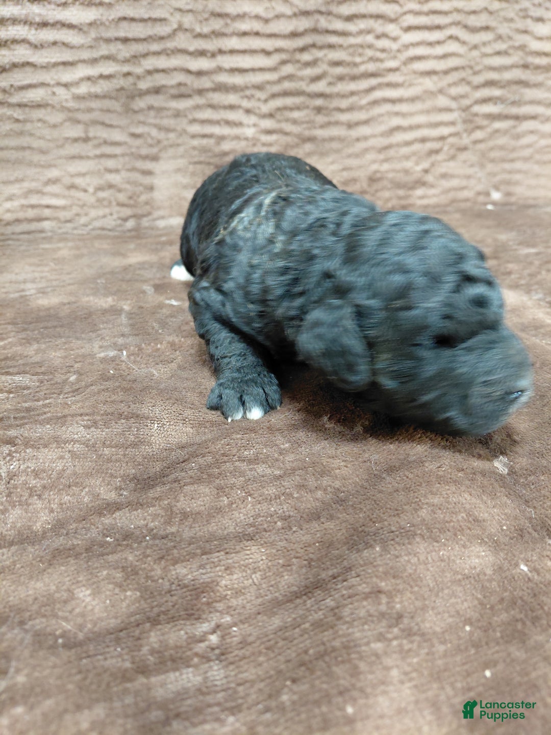 Mini Bernedoodle dogs for sale: Atlas - Ad 2