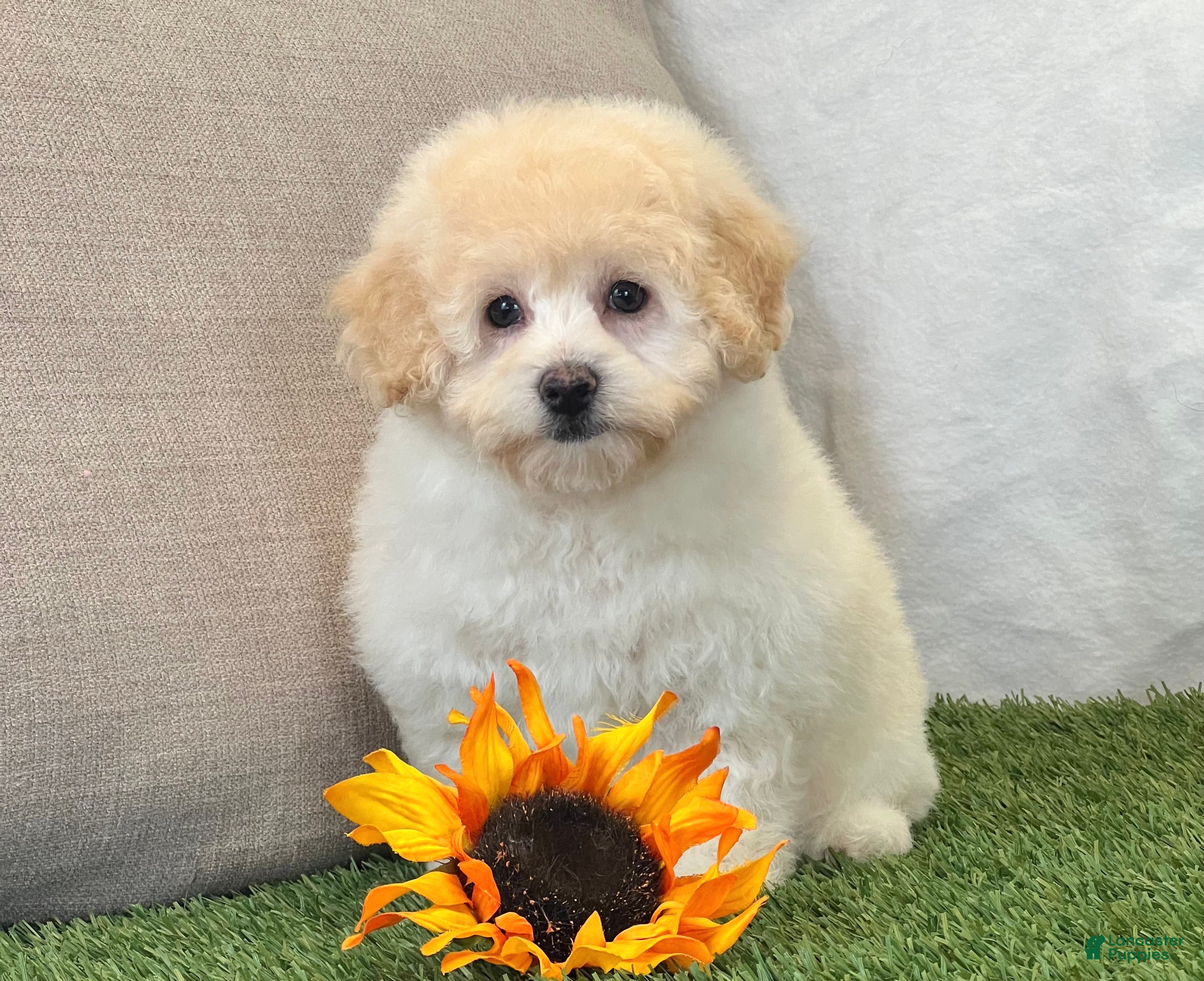 Kira (Poochon, Female) in Dalton, OH