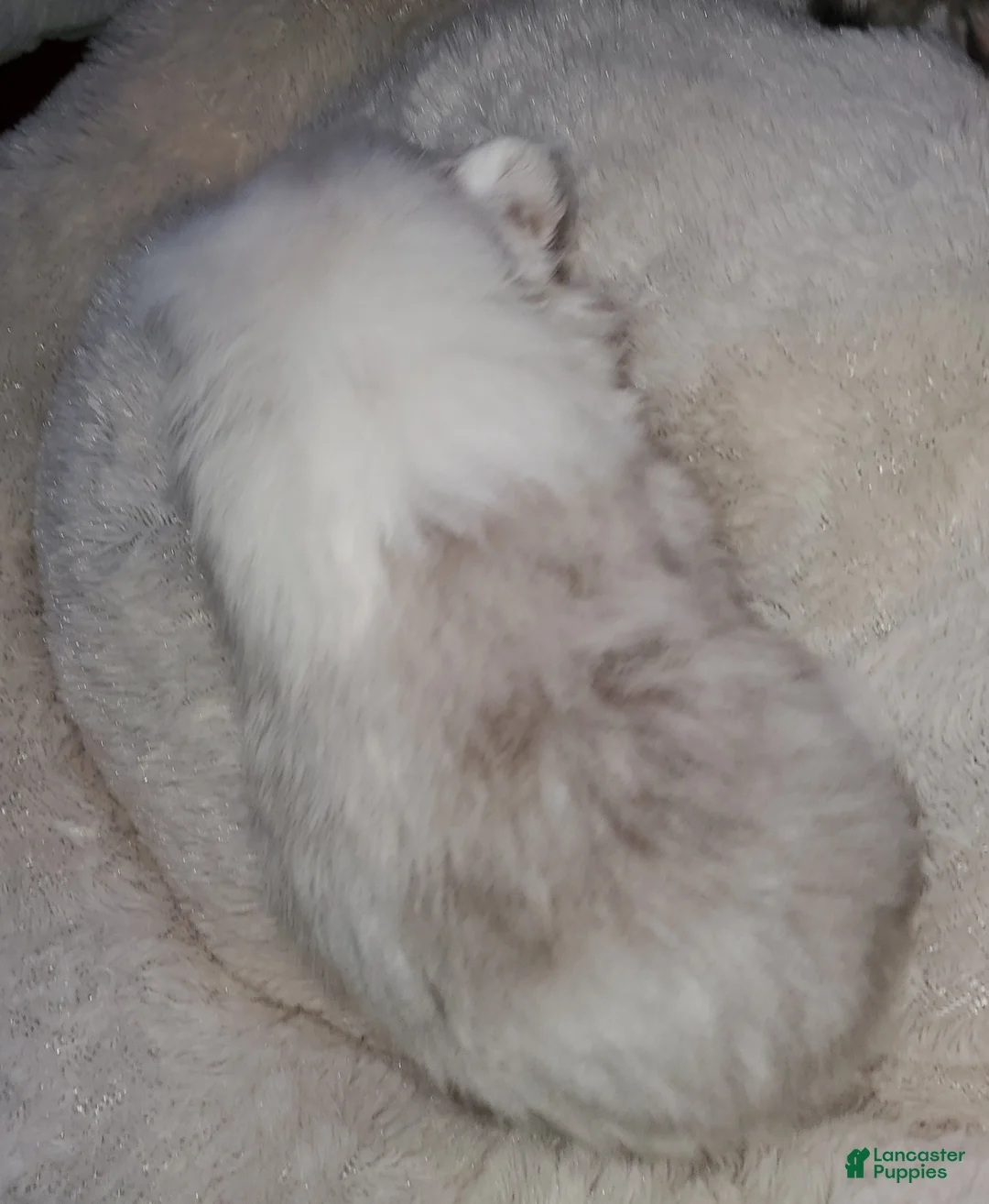 Pomeranian dogs for sale: Pomeranian Puppy 1 - Ad 2