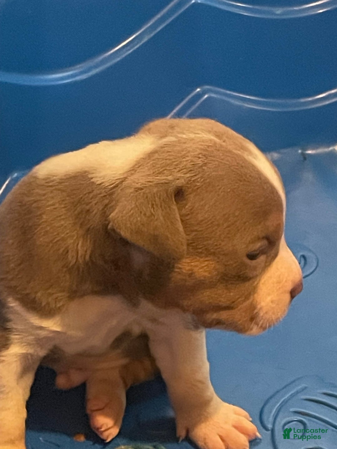 American Bully dogs for sale: Merl - Ad 3