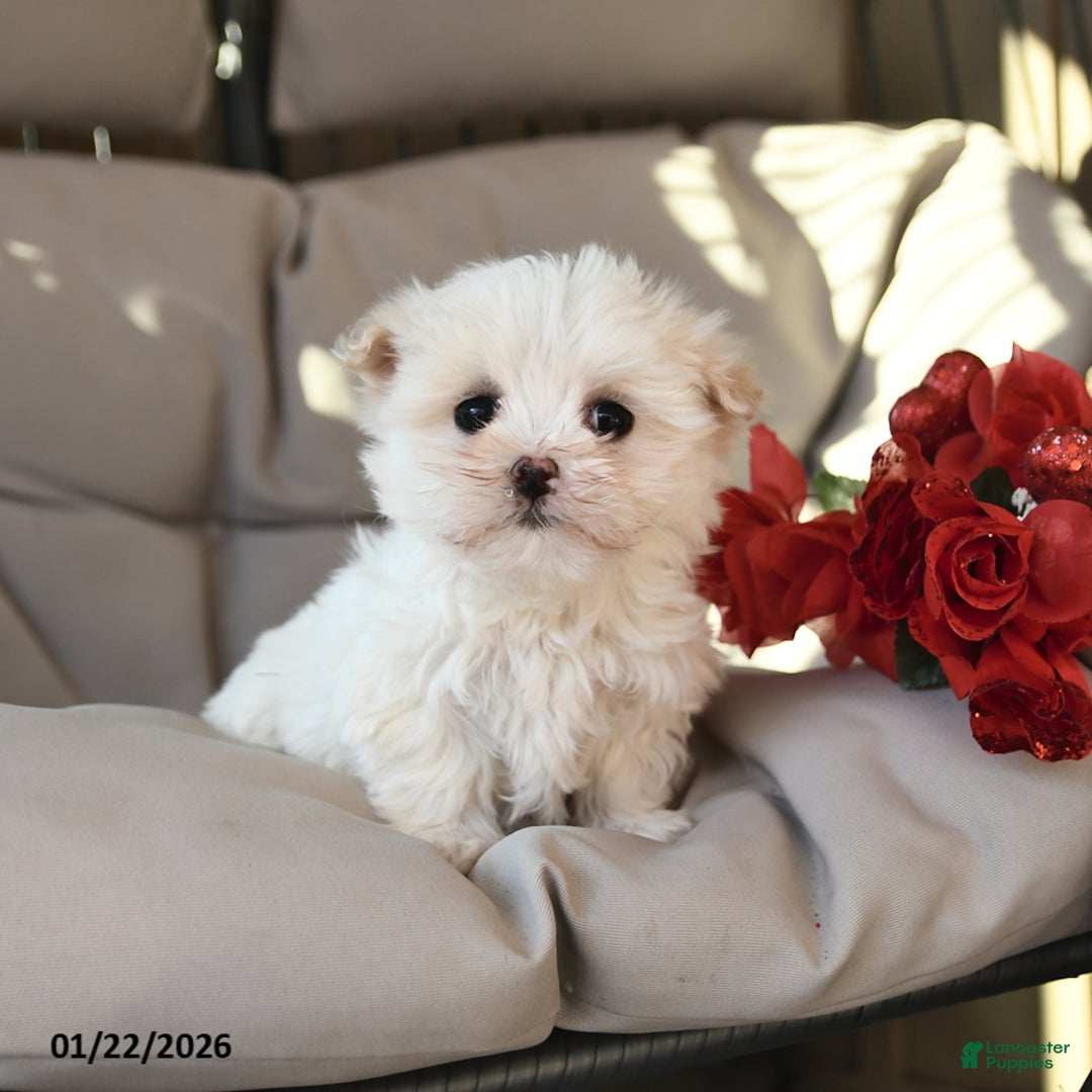 Mixed Breed dogs for sale: Lucy - Ad 2