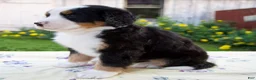 Bernese Mountain Dog dogs for sale: Sara Beth - Ad 6