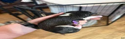 Siberian Husky dogs for sale: Princess Nox - Ad 21