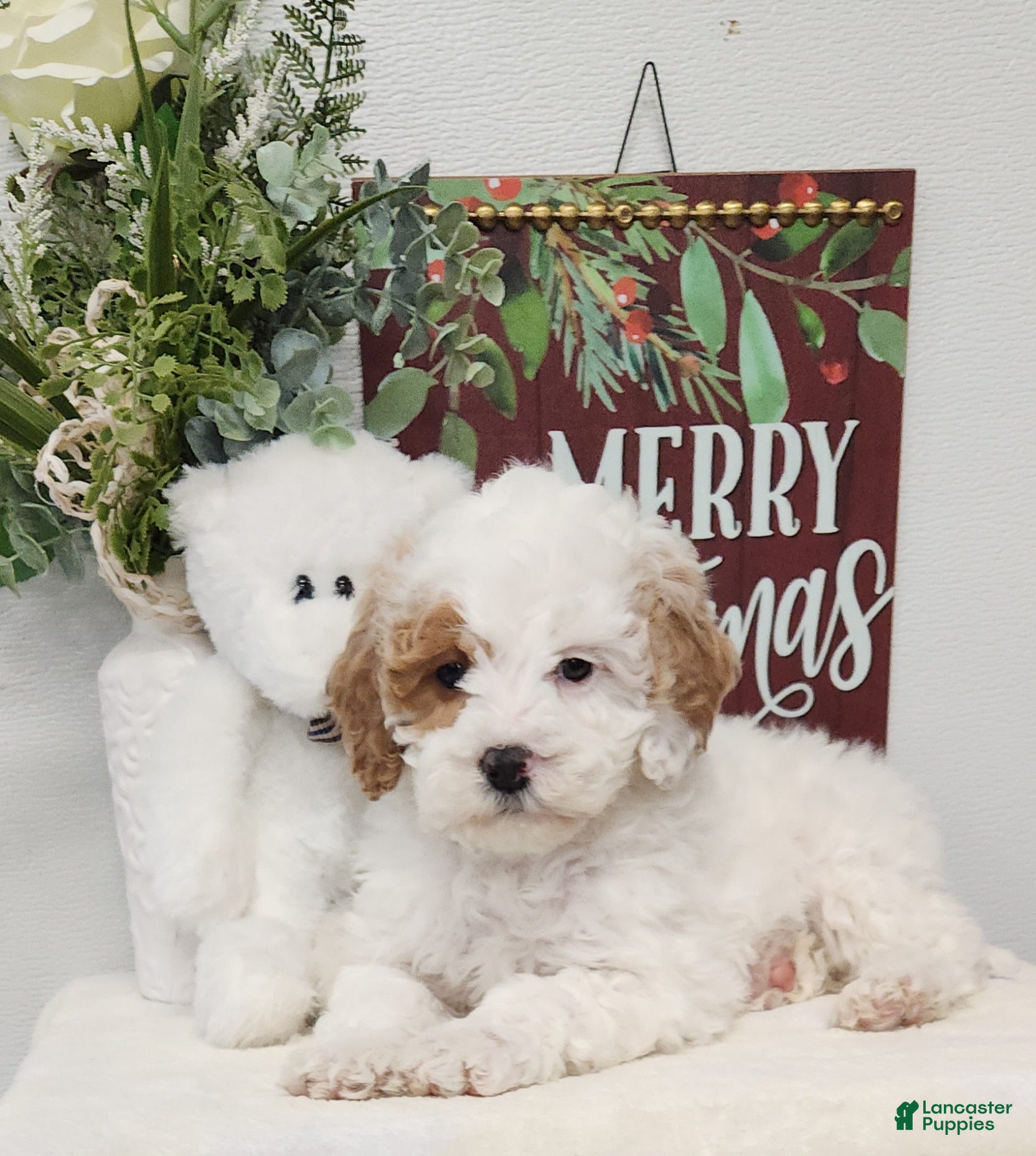 Mini Goldendoodle dogs Flora   - Ad 37