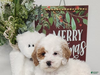 Mini Goldendoodle dogs Flora - Ad 18
