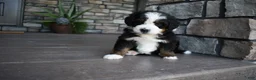 Mini Bernedoodle dogs for sale: Cruz - Ad 4