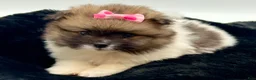 Pomeranian dogs for sale: AKC Liz - Ad 5