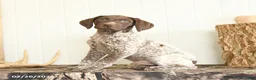 German Shorthaired Pointer dogs for sale: Drew - Ad 3