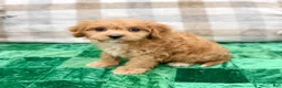 Cavapoo dogs for sale: Ben - Ad 3