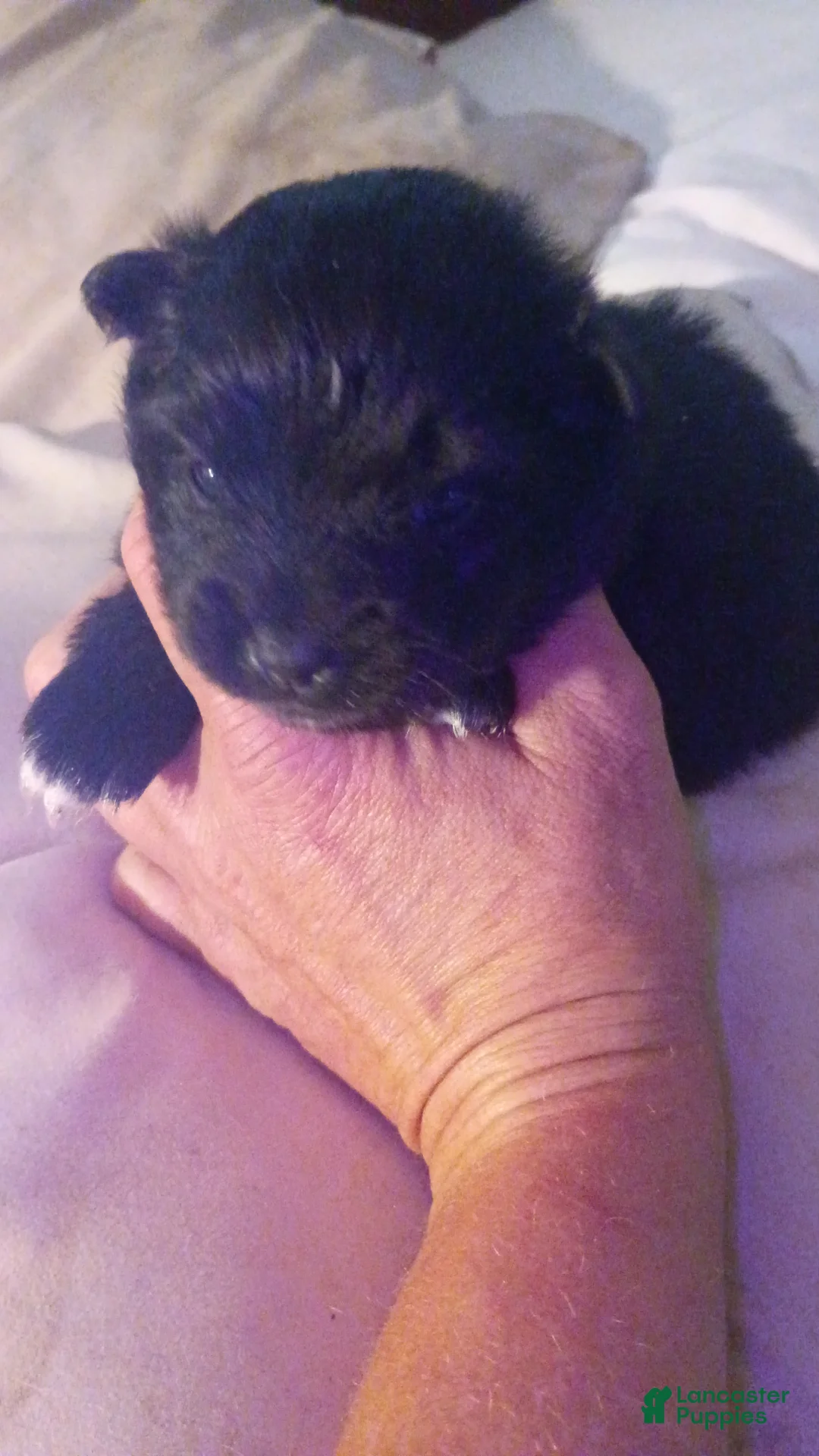 Pomeranian dogs for sale: Pomeranian Puppy 2 - Ad 1