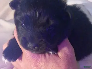 Pomeranian dogs Pomeranian Puppy 2 - Ad 1