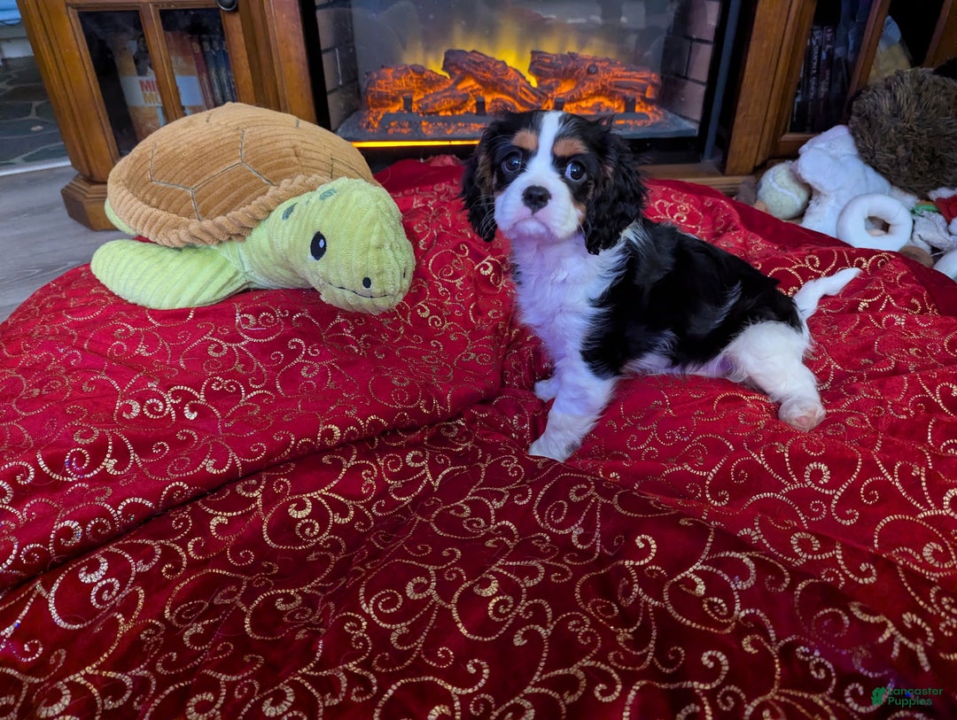 Cavalier King Charles Spaniel dogs for sale: Cavalier King Charles Spaniel Puppy 1 - Ad 4