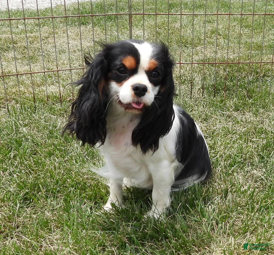 Cavalier King Charles Spaniel dogs for sale: Cavalier King Charles Spaniel Puppy 1 - Ad 8