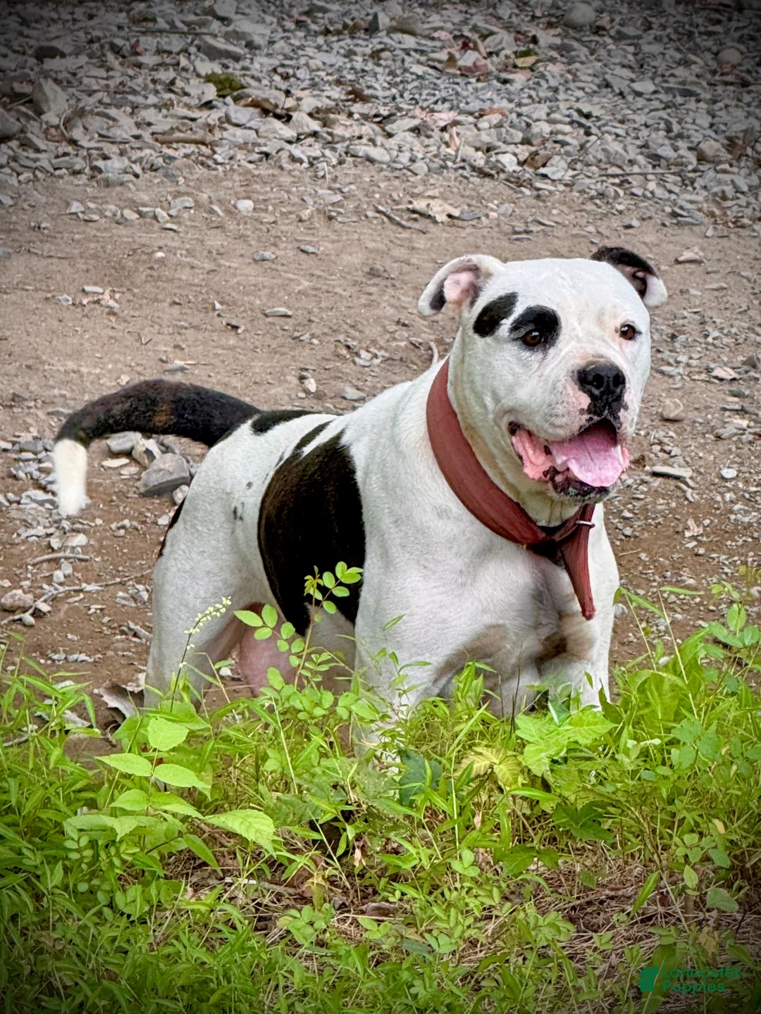 American Bulldog dogs for sale: Female 2 - Ad 2