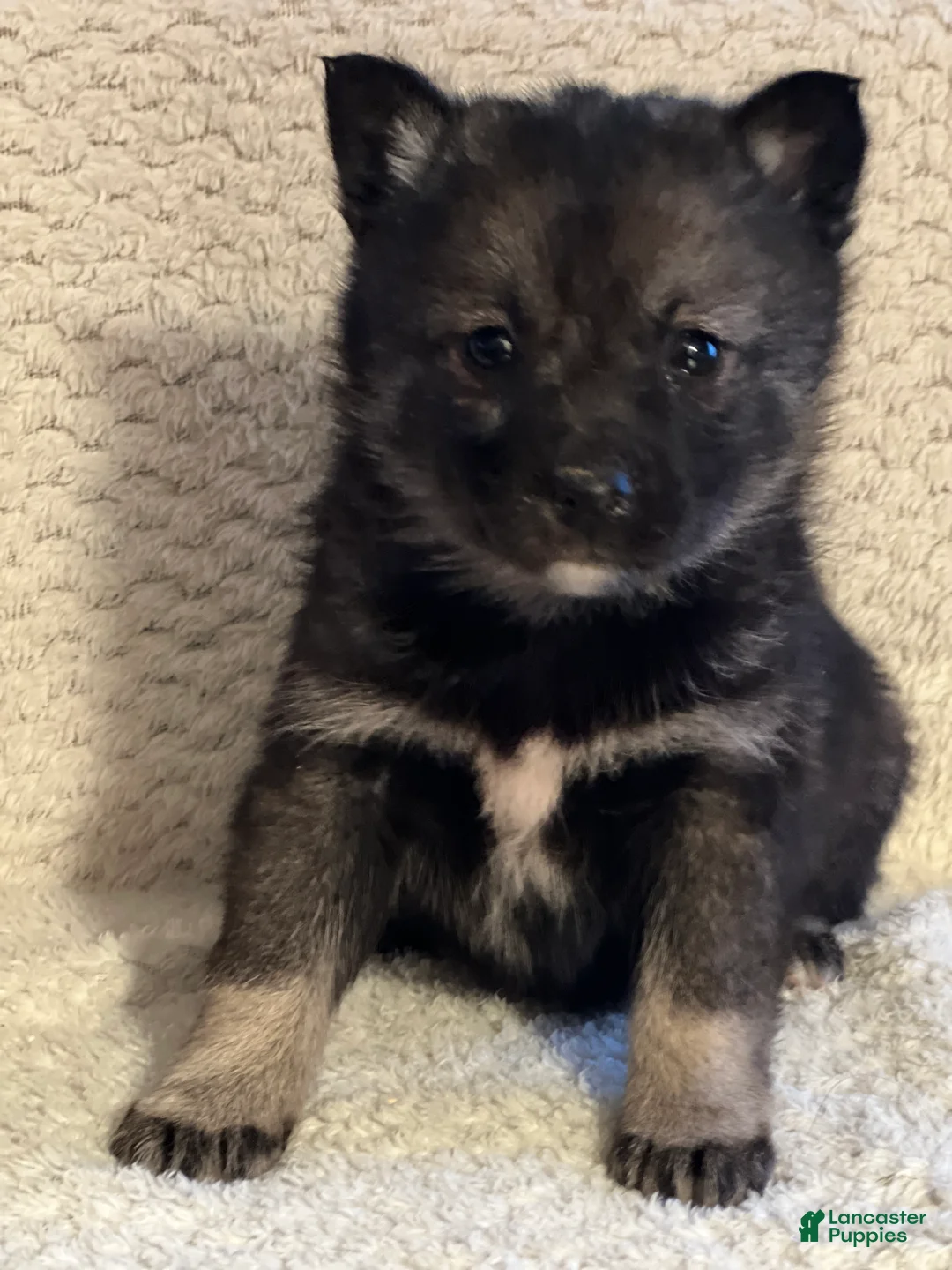 Mixed Breed dogs for sale: Phoebe - Ad 1