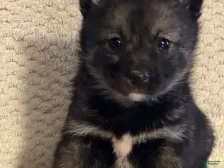 Mixed Breed dogs Phoebe - Ad 6