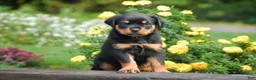 Rottweiler dogs for sale: Royal - Ad 1