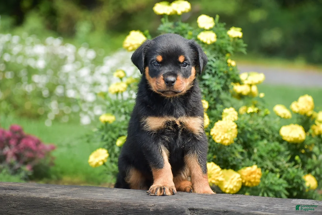 Rottweiler dogs for sale: Royal - Ad 1