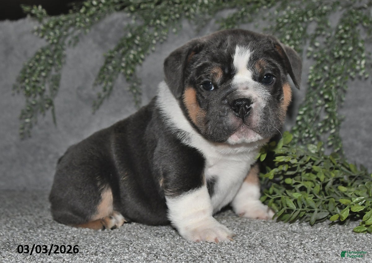 English Bulldog dogs Anson - Ad 2