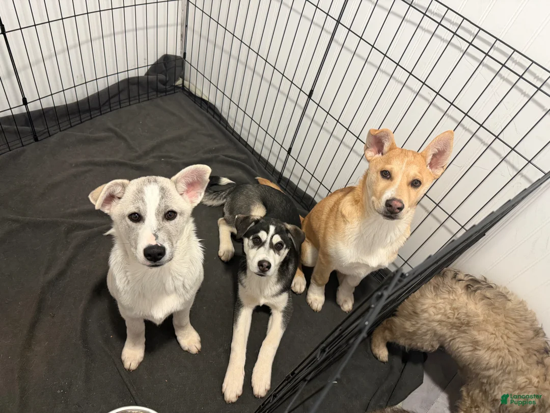 Mixed Breed dogs for sale: Mr. man - Ad 8