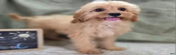 Cavapoo dogs for sale: Miles - Ad 6