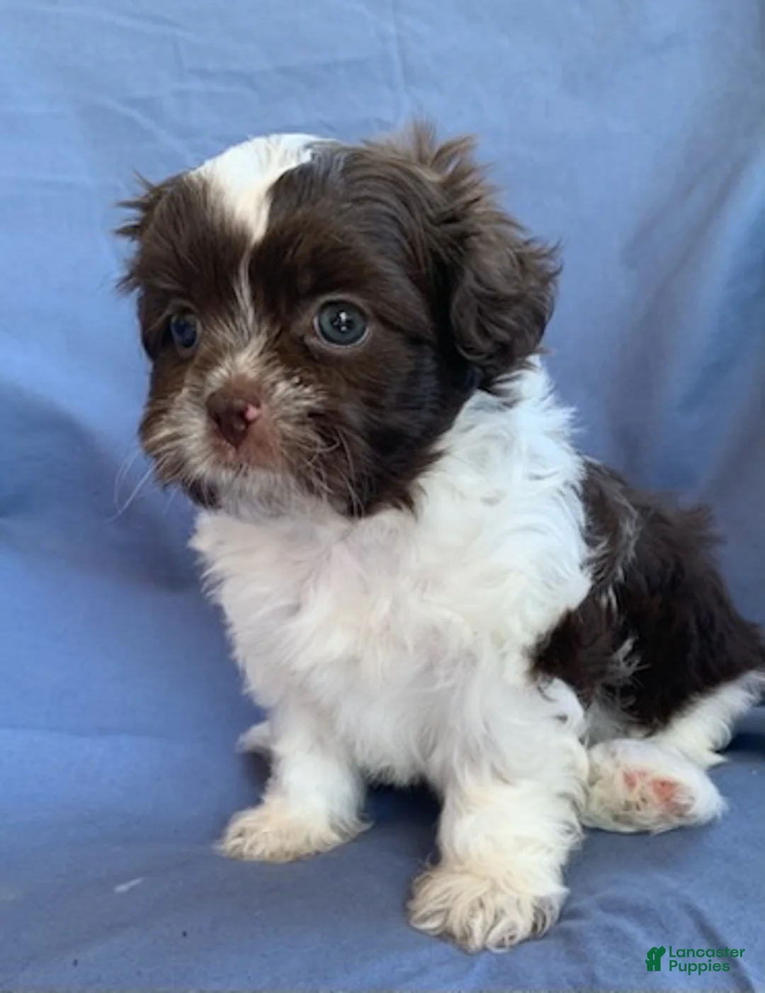 Shih Tzu dogs for sale: Muffin - Ad 2